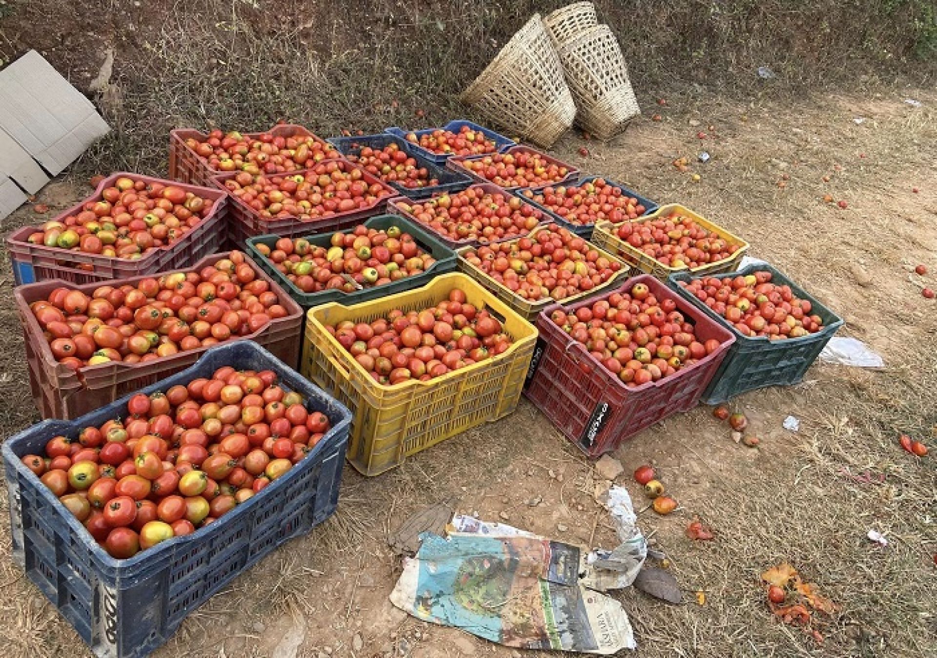 बजार नपाउँदा बारीमै कुहिन थाल्यो गोलभेँडा